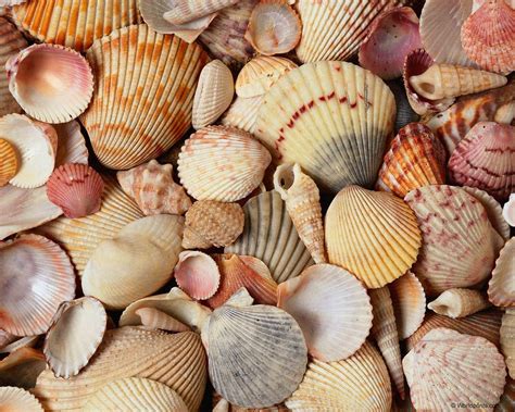 Image result for Ocean Sea Shells