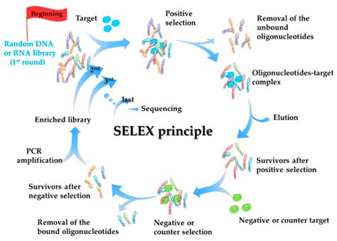 Aptamers and Aptasensors for Highly Specific Recognition and Sensitive ...