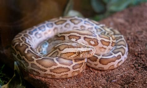 Image result for Zoo Burmese Python Snake
