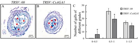 Silencing of the Alkaline α-Galactosidase Gene CsAGA1 Impairs Root and ...