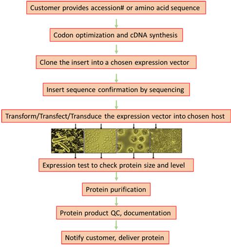 Protein Expression Methods 的图像结果