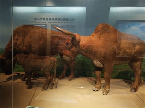 和政古动物化石博物馆常设展 - 每日环球展览 - iMuseum