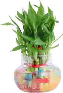 NiMoj Lucky Bamboo Straight Stick, Two Layer Bamboo Plant Price in ...