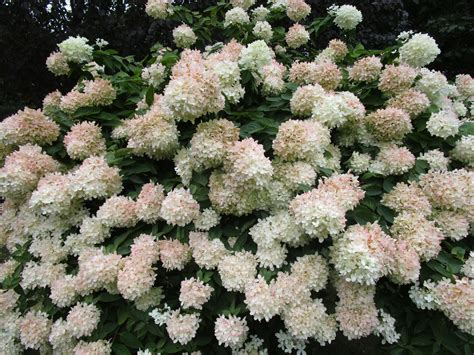 Hydrangea Paniculata Grandiflora