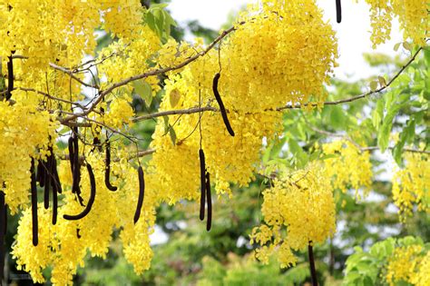 The Indian Laburnum Tree: A Floral Wonder and Cultural Heritage – Grow ...