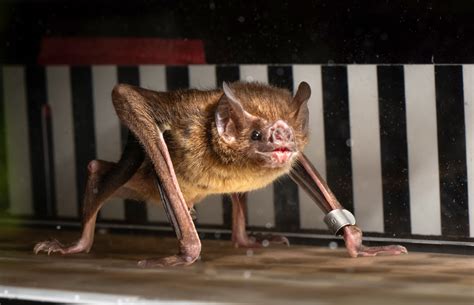 Vampire Bats Feeding On Humans Vampire Bats Are Now Starting To Bite