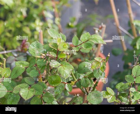 rose bush leaves on the plant with raindrops and dew outdoors Stock ...