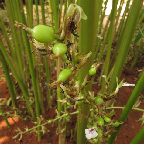 Elaichi/True Cardamom - Spice & Kitchen Plants – Exotic Flora