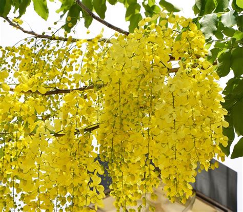 VasuWorld Indian Climate Suitable Cassia Fistula Bright yellow Flower ...