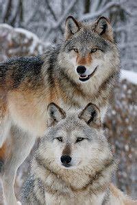 Cute Wolves 的图像结果