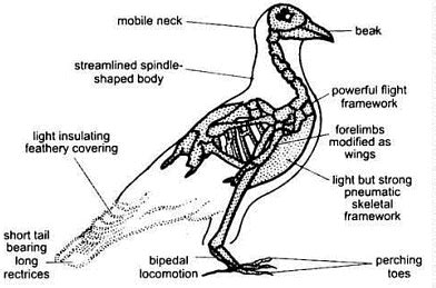 Aves: Flight Adaptions - Zoology Optional Notes for UPSC PDF Download
