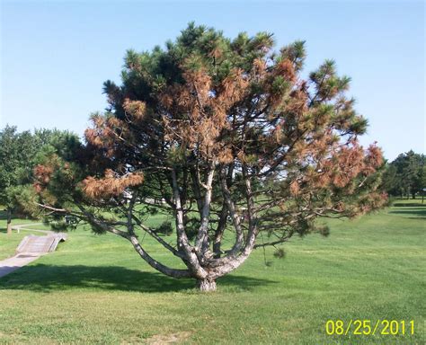 Image result for CT Pine Tree