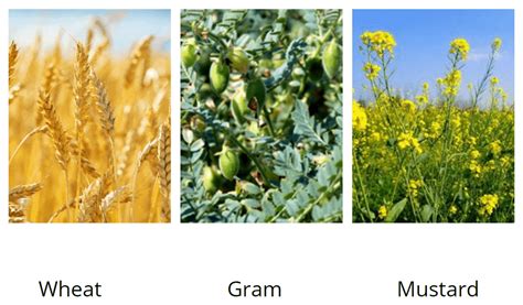 Crop Production and Management Class 8 Notes Science Chapter 1 Free PDF