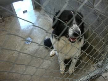 Petition · Dismiss Animal Shelter Manager Alison Smith who is killing ...