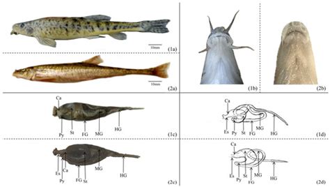 Morphological and Histological Analysis of the Gastrointestinal Systems ...