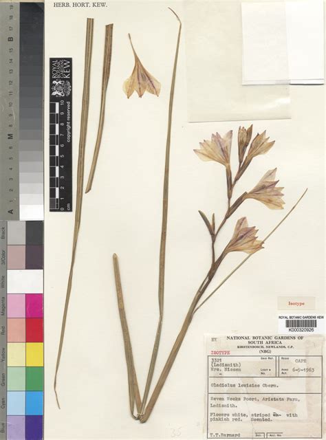 Gladiolus × lewisiae Oberm. | Plants of the World Online | Kew Science