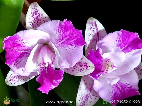 Cattleya Monte Elegante Orchid Plant For Sale In India | Online plant ...