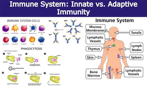 Image result for Understanding How Adaptive Immunity Works