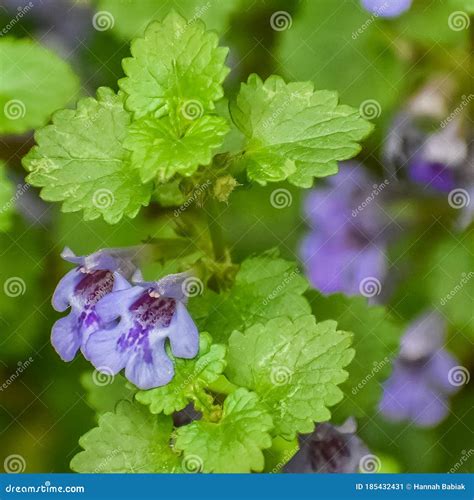Creeping Charlie Groundcover Flowering Purple Stock Image - Image of ...