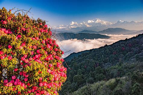 Rhododendron: National Flower Of Nepal, Lali Gurans, 57% OFF