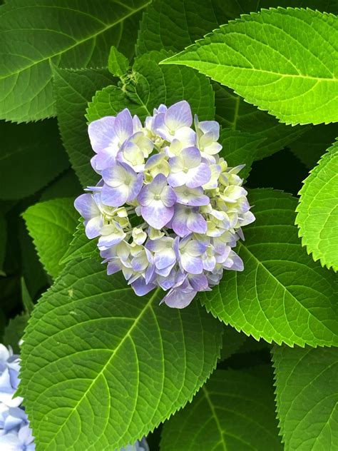 Closeup of Hydrangea macrophylla, big leaf hydrangea 49081810 Stock ...
