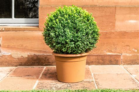 How to Grow and Care for Boxwood (Box) Shrubs