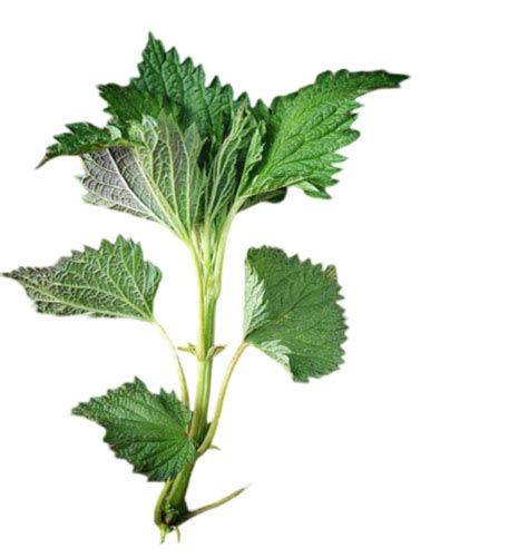 Nest PNG for creating warm, cozy, and homey background themes - Photo ...