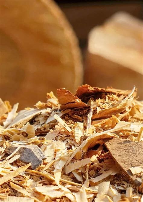 Image result for Legacy Tree Review