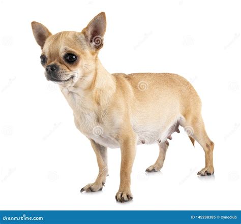 How Long Is A Chihuahua Dog Pregnant