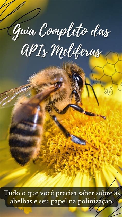 Guia Completo das APIs Melíferas: Tudo o que você precisa saber sobre ...