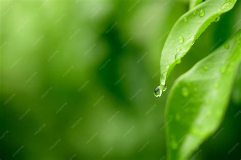 Hermosa gota grande rocío de la mañana en la naturaleza enfoque ...