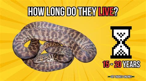 Image result for How Long Is a Python