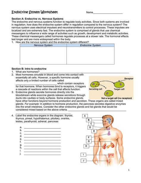 Image result for Endocrine System Worksheet Answers