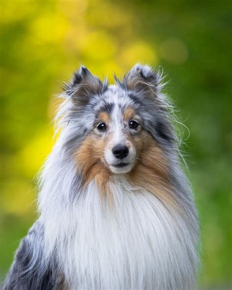 Blue merle sheltie – Artofit