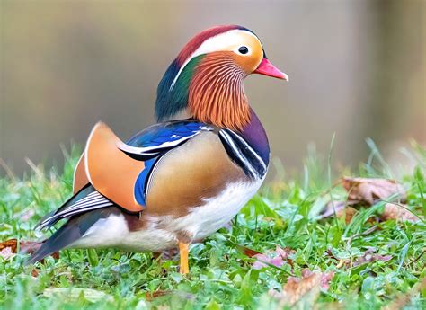 Mandarin Duck: इसे माना जाता है दुनिया की सबसे खूबसूरत बत्तख, एक ही ...