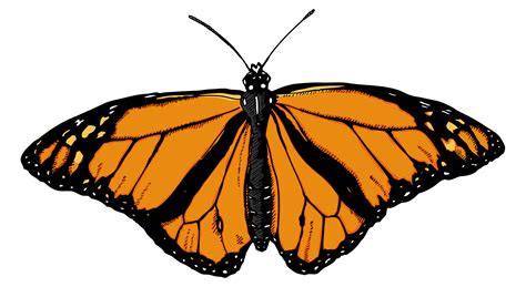 Monarch Butterfly Clip Art - Cliparts.co