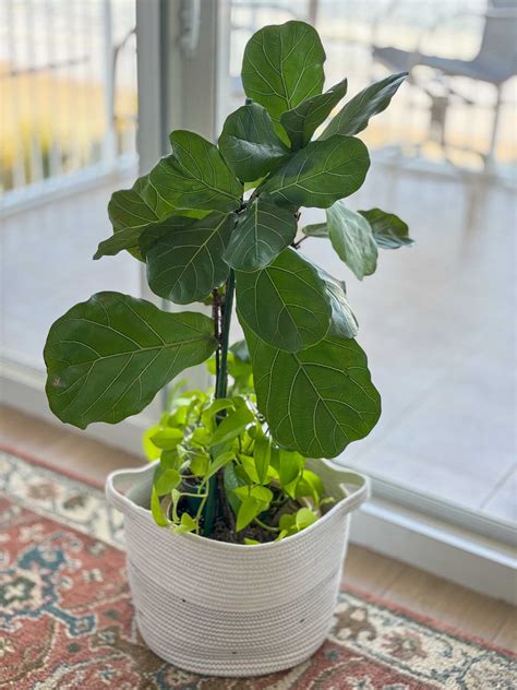 Fiddle Leaf Fig Tree Care Large Indoor Fiddle Leaf Fig Tree For Sale