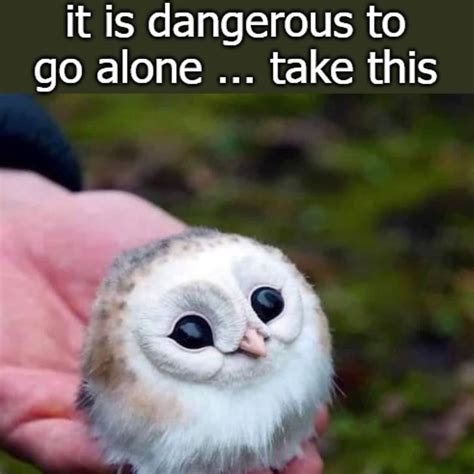 Where Does The It's Dangerous To Go Alone, Take This Meme Come From? - is it dangerous to kiss your cat