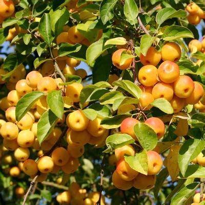 Mphmi Golden Apple, Malus Rare Tasty Golden Apple Fruit 1 Healthy Live ...