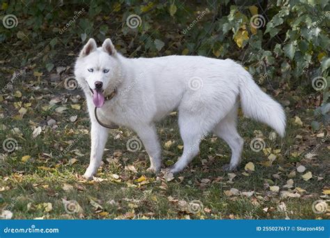 Cute White Siberian Husky with Blue Eyes is Looking at the Camera in ...