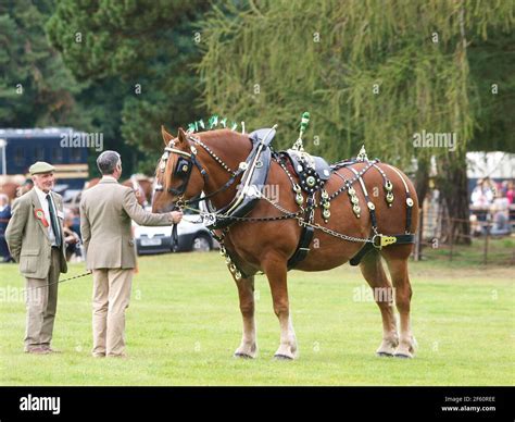 A rare breed Suffolk Punch Horse in full show harness Stock Photo - Alamy