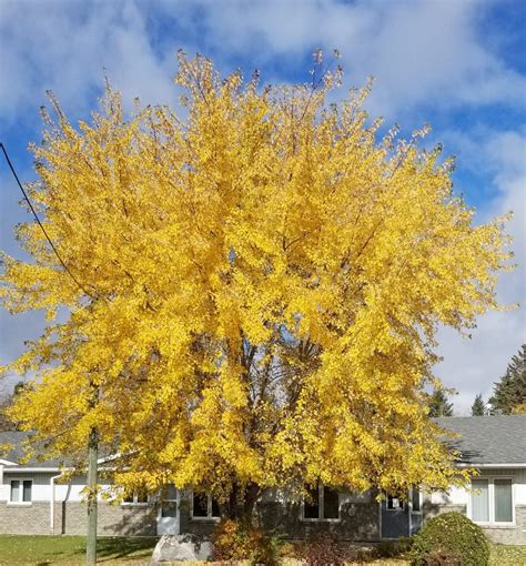 Image result for Silver Maple Tree Fall Color