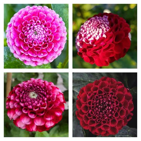 Dahlia Chick a Dee - Humlets Trädgård & Design