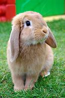 Image result for A Cute Bunny Rabbit