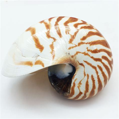 Buy PEPPERLONELY Natural Chambered Nautilus Shells 5 Inch ~ 6 Inch ...