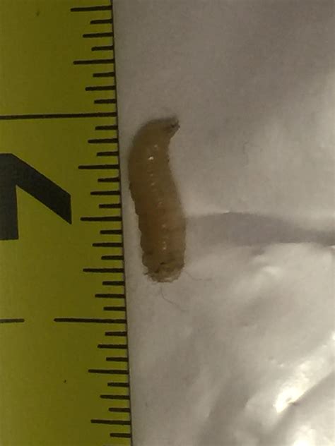 Maggots On Kitchen Floor