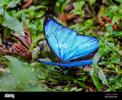 A Blue Morpho butterfly (Morpho menelaus) opens its shining blue wings ...