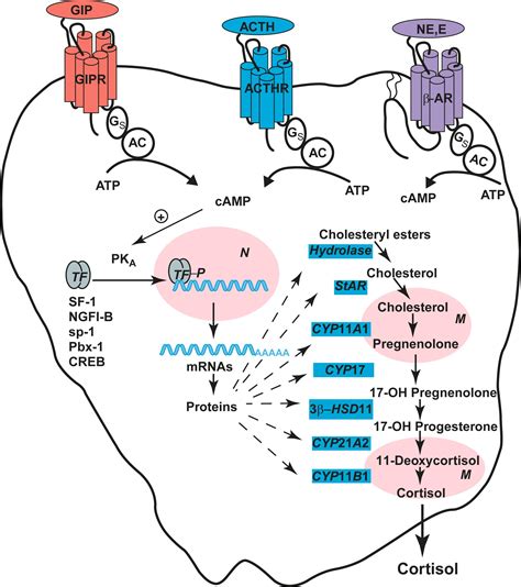Steroid Hormones - Clinical Tree