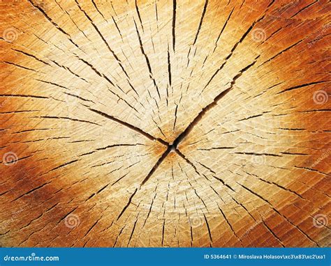 Image result for Cut Log