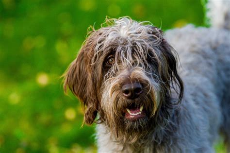 Hunting Dog Profile: The Rugged Wirehaired Pointing Griffon | GearJunkie